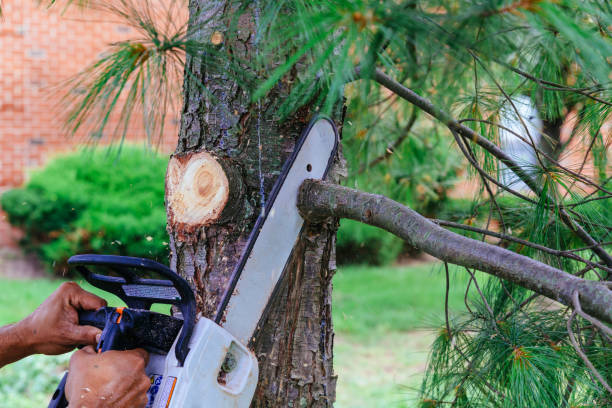 Best Arborist Services Near Me  in Lumberton, TX